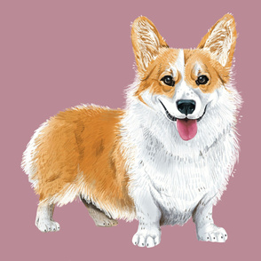 XL Corgi on Dusty Rose