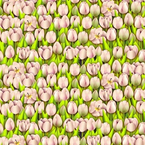 Skagit Tulips Soft Pink