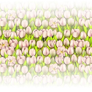Skagit Tulips SoftPink (WhiteOmbre)