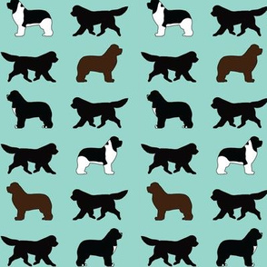 Newfoundlands in Mint