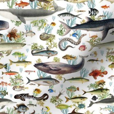 8" Fishing Expedition Print for Fabric White Back