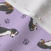 Tiny Appenzeller Sennenhund - purple