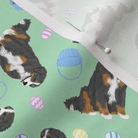 Tiny Bernese mountain dog - Easter