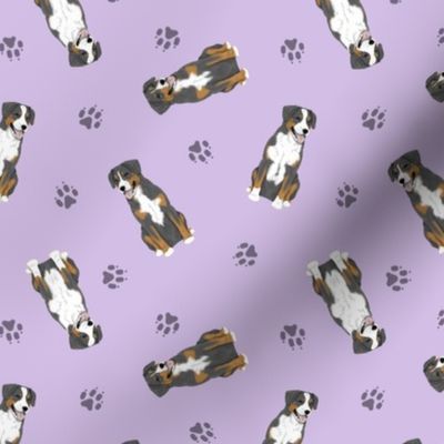 Tiny Entlebucher mountain dog - purple