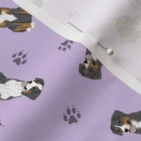 Tiny Entlebucher mountain dog - purple