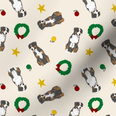 Tiny Entlebucher mountain dog - Christmas