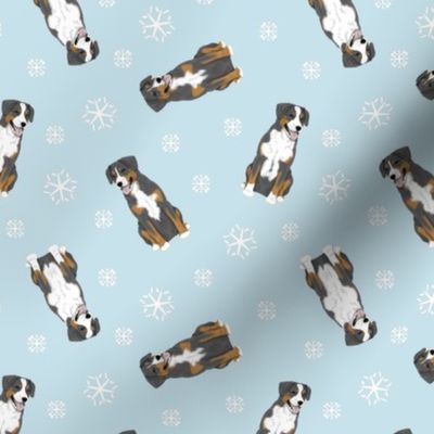 Tiny Entlebucher mountain dog - winter snowflakes