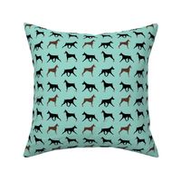 Doberman Pinschers in Mint