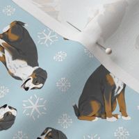 Tiny Greater Swiss Mountain Dog - winter snowflakes