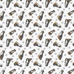 Tiny assorted Sennenhund Mountain dogs - gray