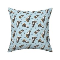 Tiny assorted Sennenhund Mountain dogs - blue