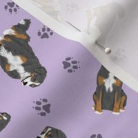 Tiny assorted Sennenhund Mountain dogs - purple