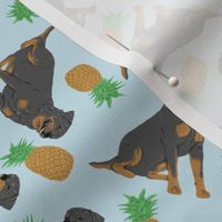 Tiny tailed Rottweiler - pineapples