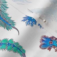 Ernst Haeckel Blue Hue Nudibranch on White
