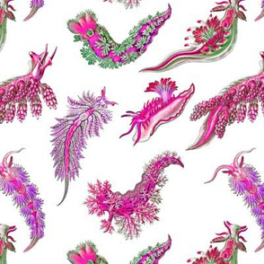 Ernst Haeckel Pink Hue Nudibranch Tossed on White