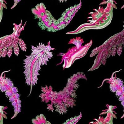 Ernst Haeckel Pink Hue Nudibranch Tossed on Black