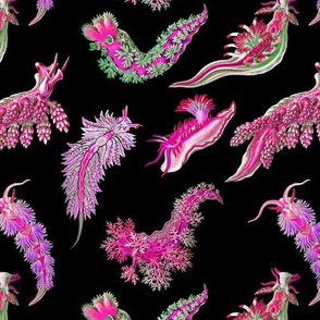 Ernst Haeckel Pink Hue Nudibranch Tossed on Black