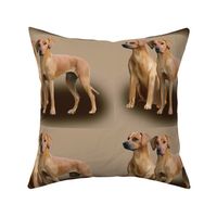 Rhodesan ridgeback three