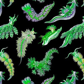 Ernst Haeckel Green Nudibranch Black Background