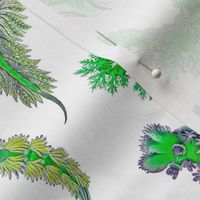 Ernst Haeckel Green Nudibranch White Background
