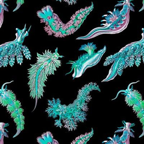 Ernst Haeckel Teal Nudibranch Black Background