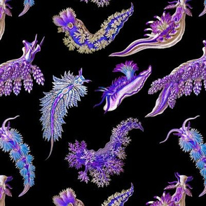 Ernst Haeckel Purple Hue Nudibranch on Black