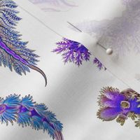 Ernst Haeckel Purple Hue Nudibranch on White