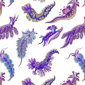 Ernst Haeckel Purple Hue Nudibranch on White