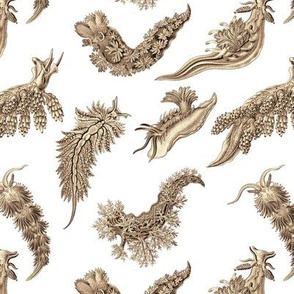 Ernst Haeckel Sepia Nudibranch on White