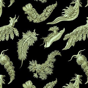 Ernst Haeckel Sea Green Nudibranch on Black