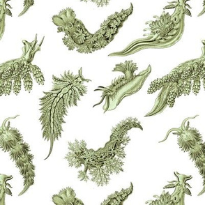 Ernst Haeckel Sea Green Nudibranch on White