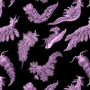 Ernst Haeckel  Lilac  Nudibranch on Black