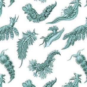 Ernst Haeckel Aqua Nudibranch on White