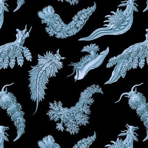 Ernst Haeckel Steel Blue Nudibranch on Black