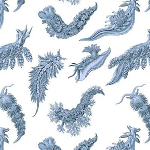 Ernst Haeckel Steel Blue Nudibranch on White