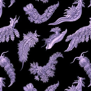 Ernst Haeckel Lilac Nudibranch on Black