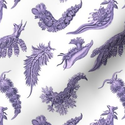 Ernst Haeckel Lilac Nudibranch on White