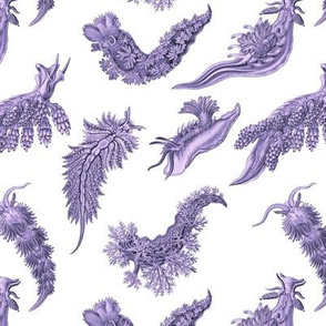 Ernst Haeckel Lilac Nudibranch on White