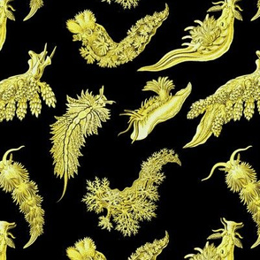 Ernst Haeckel Yellow Nudibranch  on Black