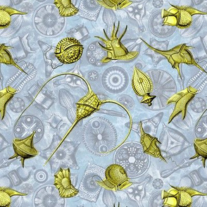 Ernst Haeckel Yellow  Peridinium over Blue Diatom