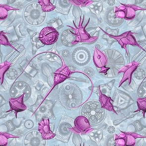 Ernst Haeckel Pink Peridinium over Blue Diatom