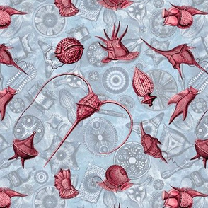 Ernst Haeckel Red  Peridinium over Blue Diatom