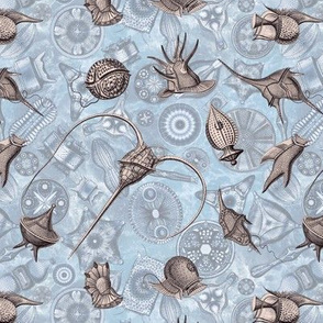 Ernst Haeckel Lavender Gray Peridinium over Blue Diatom