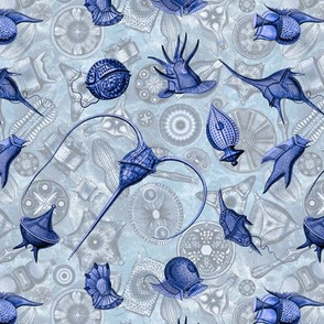 Ernst Haeckel Blue Peridinium over Blue Diatom