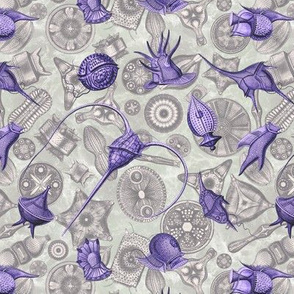 Ernst Haeckel Purple Peridinium over Aubergine Diatoms