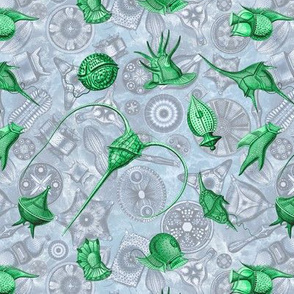 Ernst Haeckel Green Peridinium over Blue Diatom