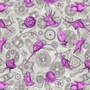 Ernst Haeckel Pink Peridinium over Aubergine Diatoms