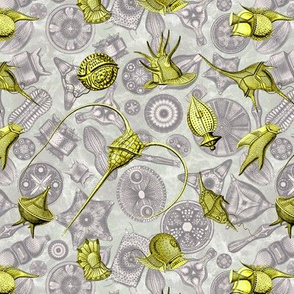 Ernst Haeckel Yellow Peridinium over Aubergine Diatoms