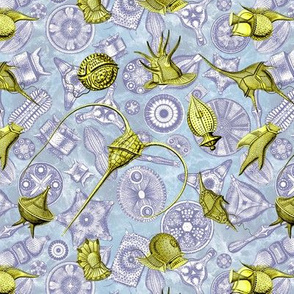 Ernst Haeckel Yellow Peridinium over Navy Diatom