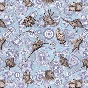 Ernst Haeckel Lavender Gray Peridinium over Navy Diatom